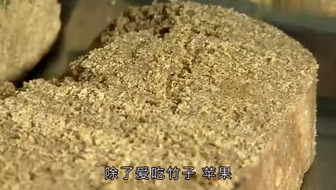 微课堂 统编语文三年级下册第七单元作文 国宝大熊猫 写作指导