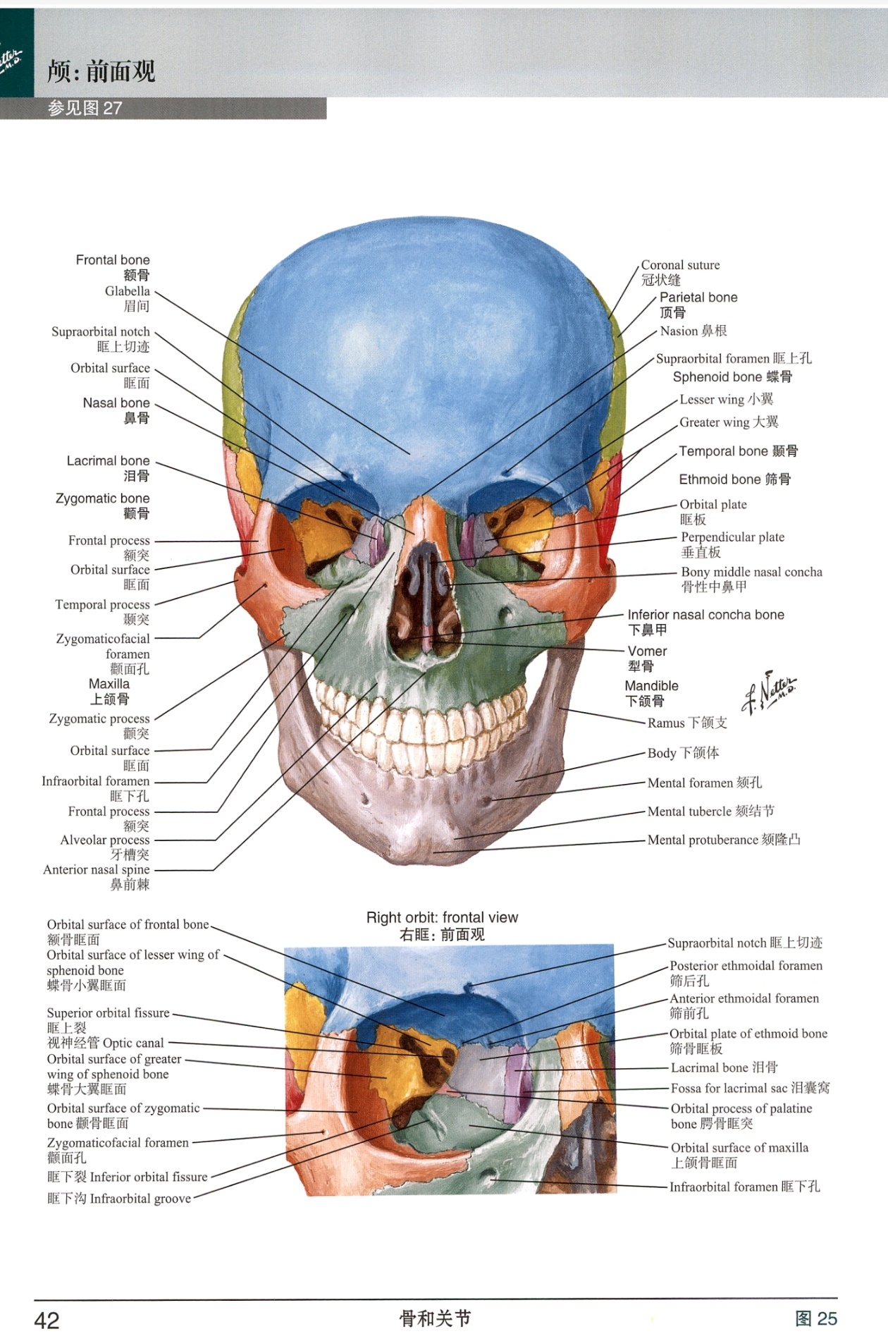 人体解剖学绘图:头颅的解剖图示～美国医学家和艺术家奈特博士绘制