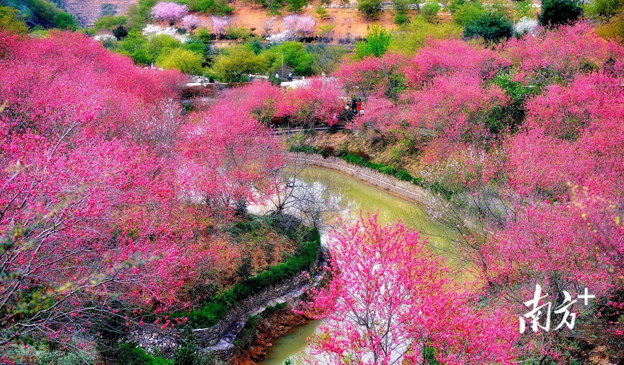 樱花峪景区位于新丰县黄磜镇偏北5公里处,占地面积1000多亩.