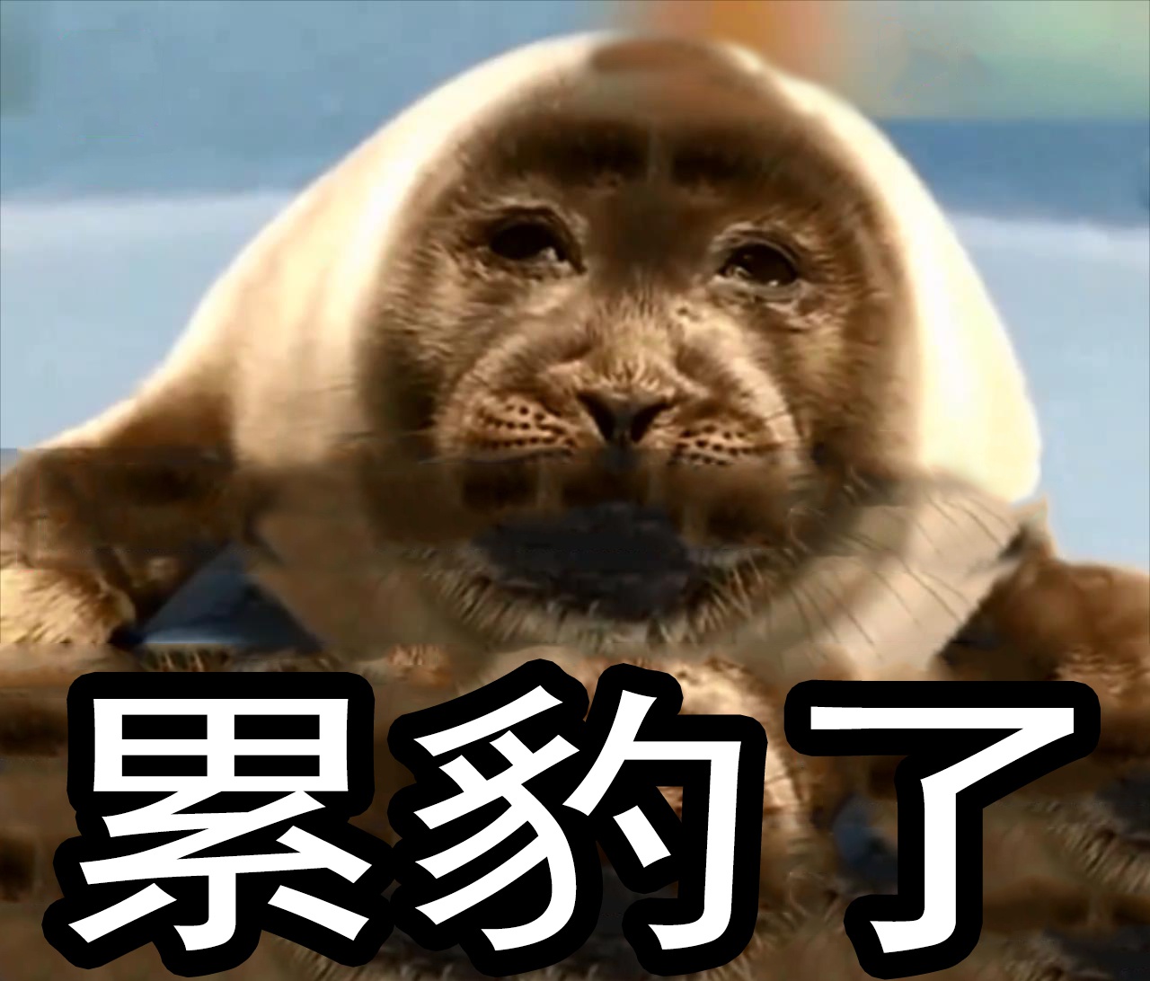 厌世而丧萌的表情仿佛在说:你们太过分了!