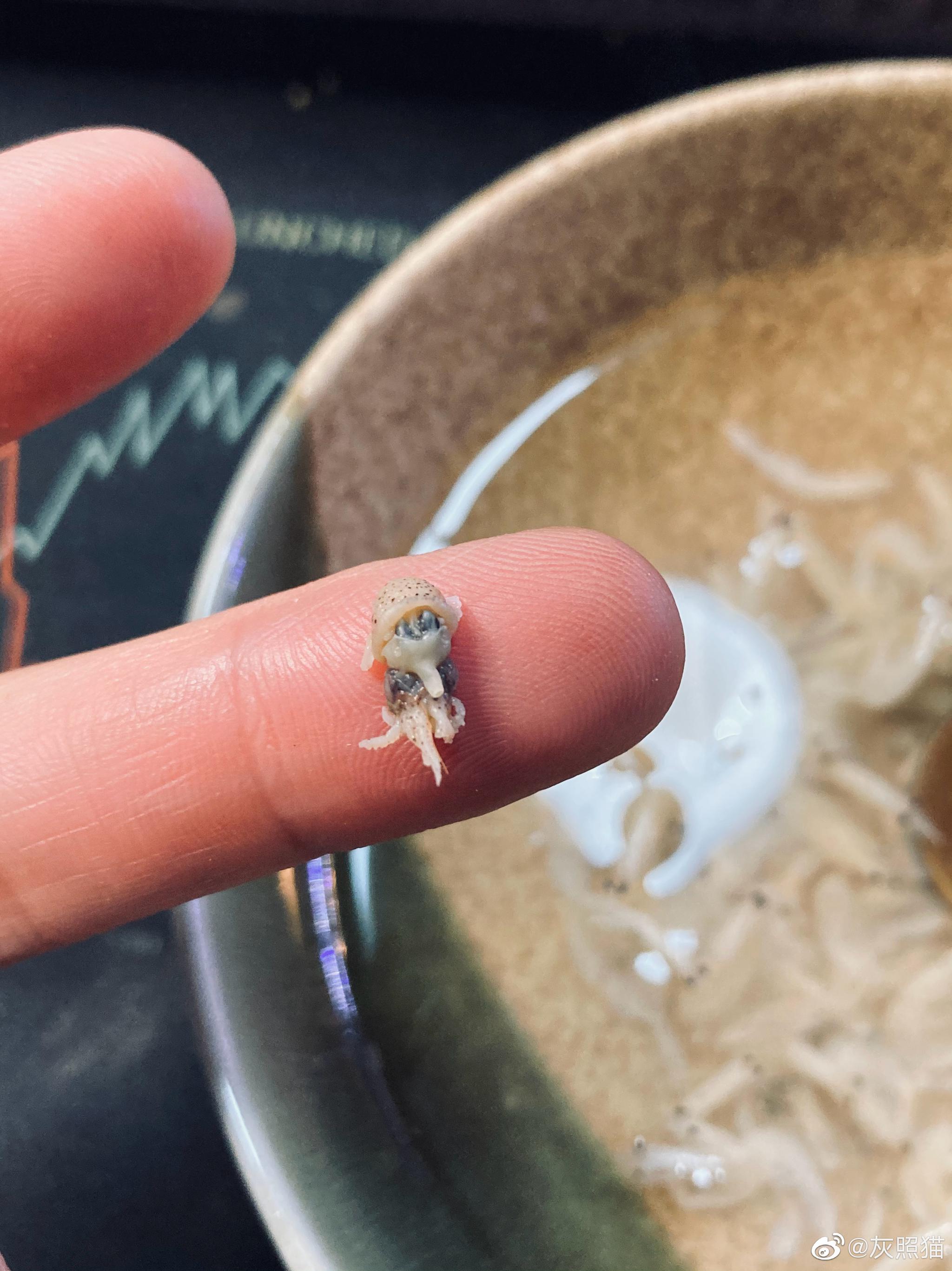 抓住瞬间的小美好比如泡虾皮的时候吃到一枚超迷你的萌系小章鱼