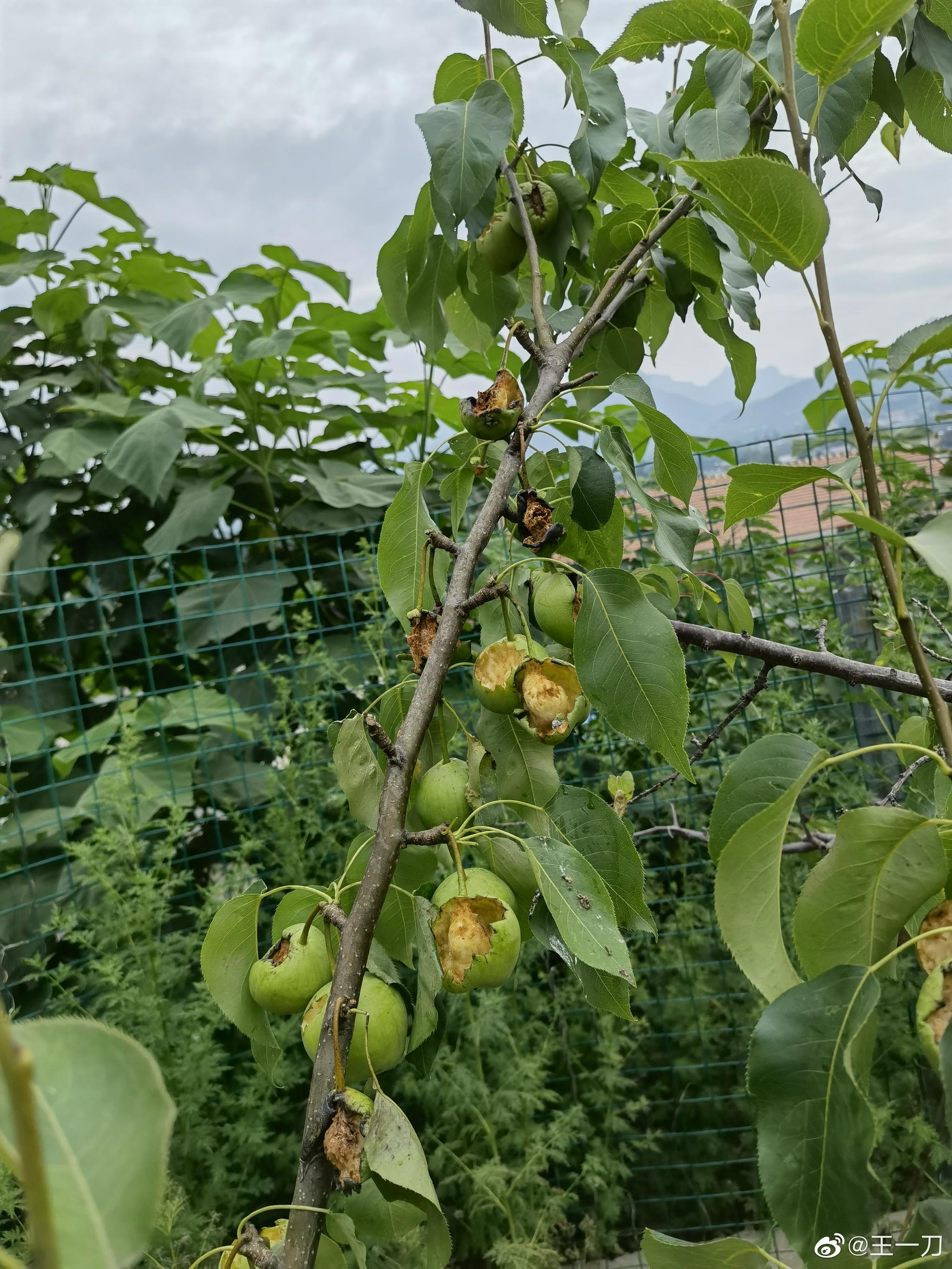 忙活的差点忘了,园子角落还有几棵梨树,已经被鸟吃的差不多了