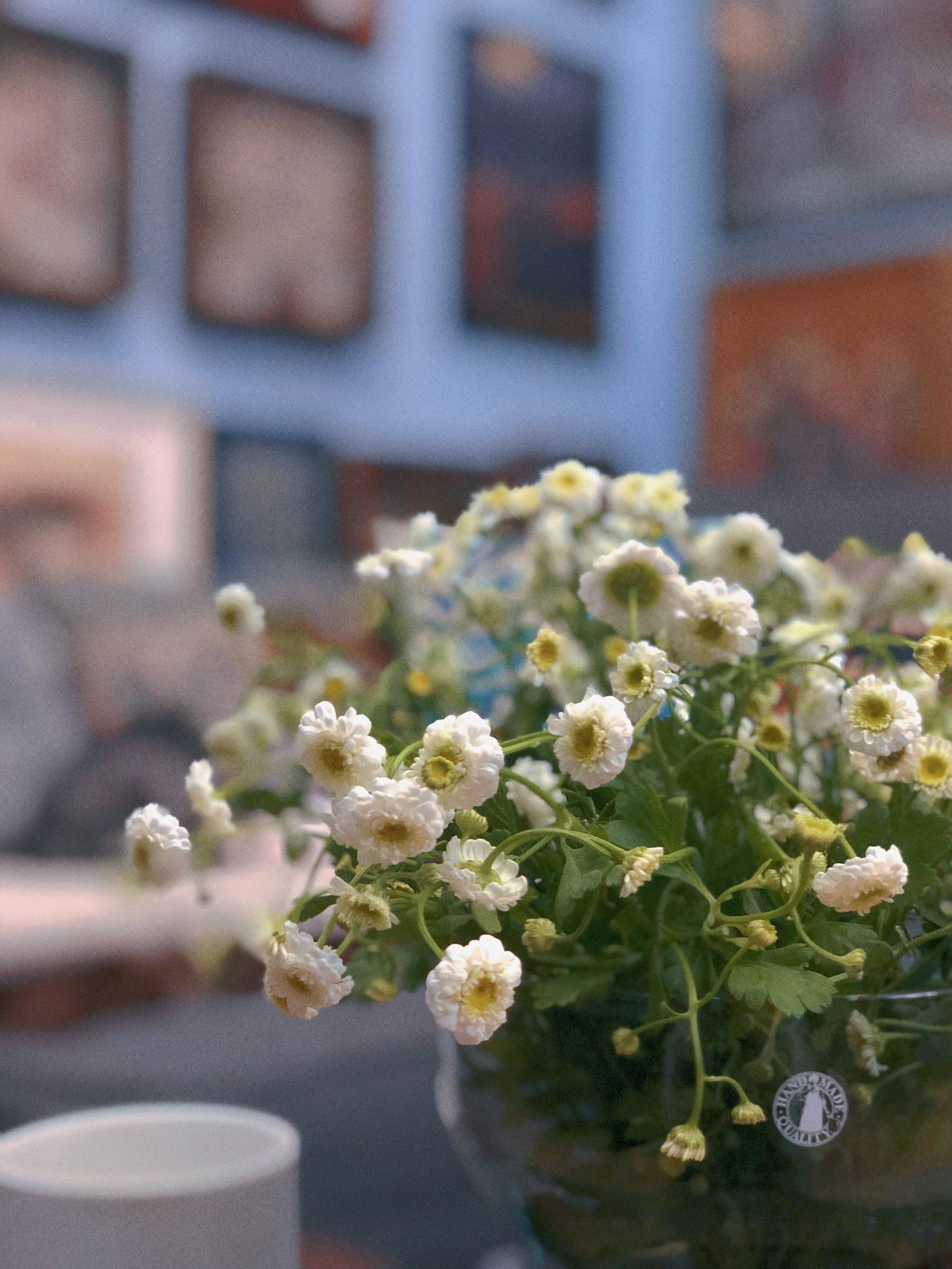 有些日子没更新了,这只狗的生活越来越滋润