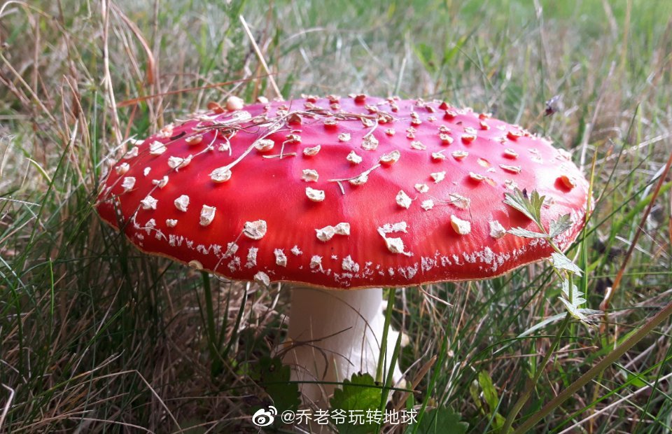 鲜艳的毒蝇伞,又称毒蝇鹅膏菌、蛤蟆菌