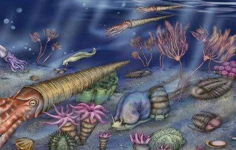 章鱼真的是外星生物？新研究称它是“天外来客”，5亿年前就来了休闲区蓝鸢梦想 - Www.slyday.coM