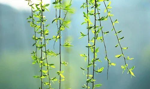 太阳照耀在它们的身上微微闪烁着光芒垂柳作者大海