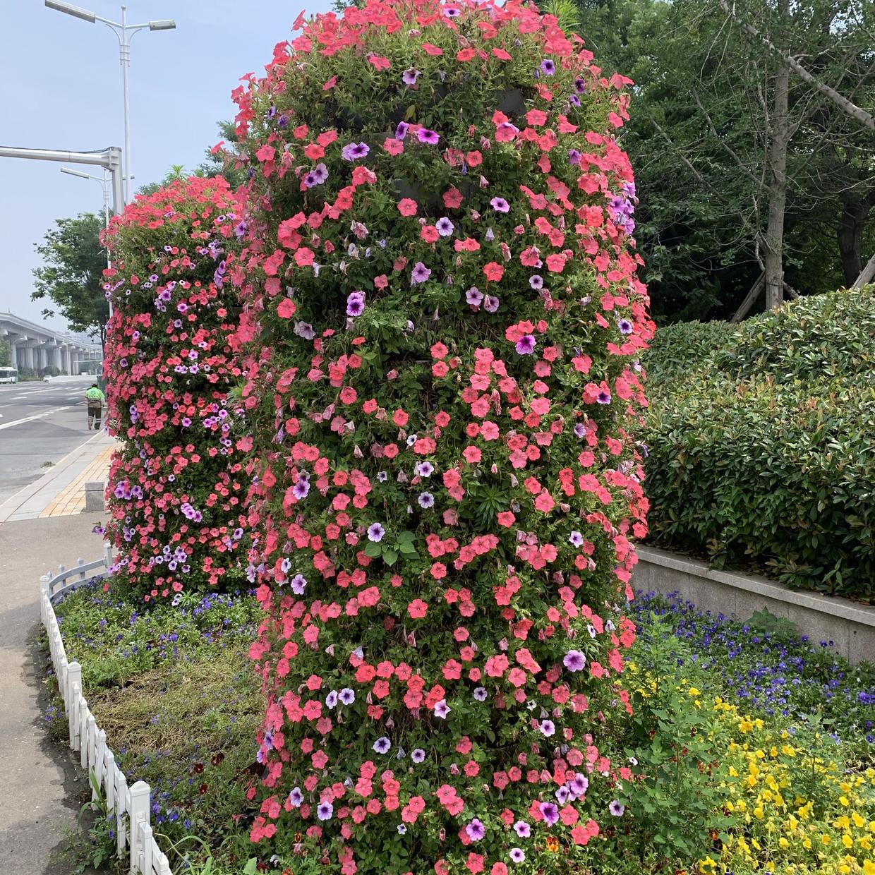 看看青岛崂山的"矮牵牛花柱",真是"豪横"
