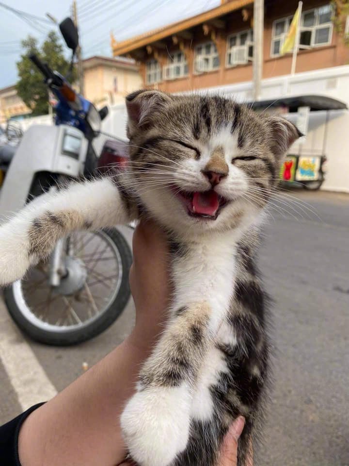 好开心的猫咪!by/fb/bai fern
