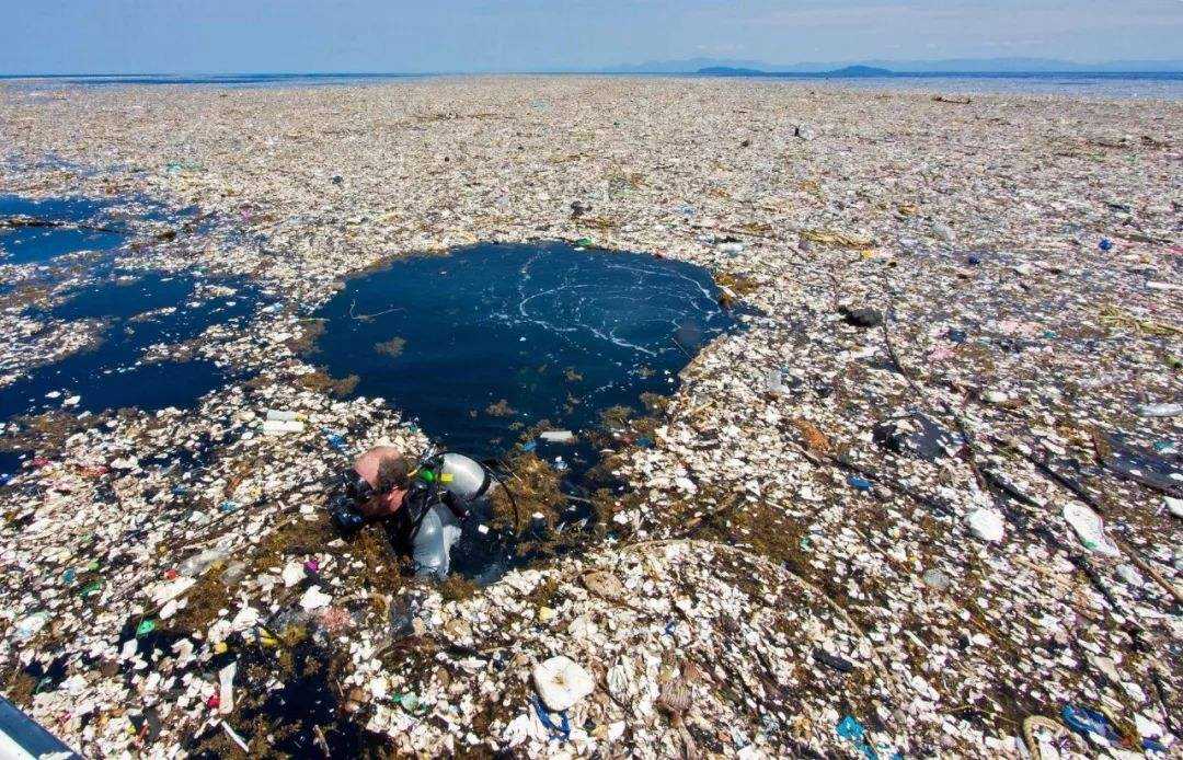 流入海洋的廢品，卻是這種生物的食物，它在幫人類清理海洋垃圾