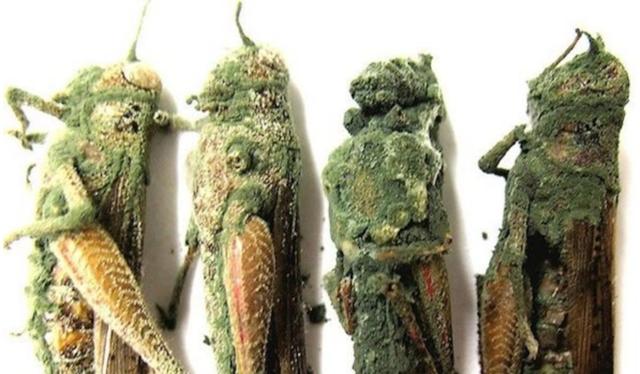 被"绿僵菌"感染的蝗虫最理想的治蝗方法,还是要从虫卵阶段开始,目前