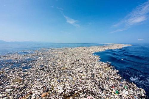 流入海洋的廢品，卻是這種生物的食物，它在幫人類清理海洋垃圾