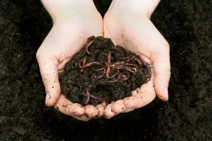 土壤里有蚯蚓对植物的几大好处,如何吸引蚯蚓过来呢?