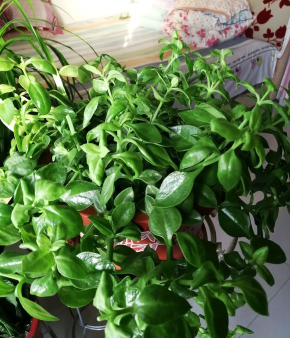 阳台种盆牡丹吊兰,当蔬菜吃,每次掐一点,一年到头吃不完