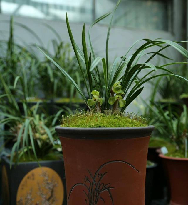 标价一亿两千万的兰花贵州龙有人买吗为什么总有天价兰花