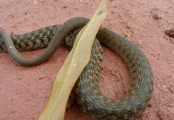 都跟他在一起,后来,他结婚与妻子生了一个儿子后,男子就没怎么管蛇了