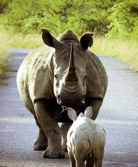 但是看到母犀牛没有听自己的,小犀牛还发起了脾气,和母犀牛对峙了起来