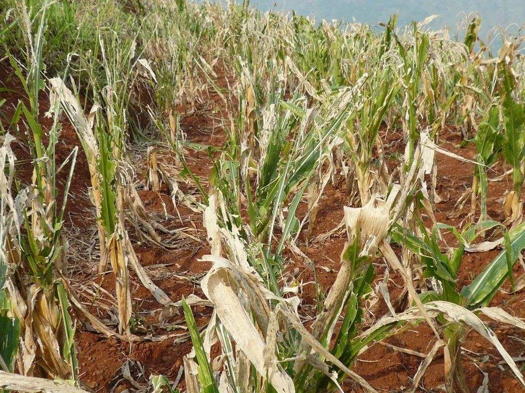 生物学者:它们有毒不能吃|蝗虫|蝗灾|穿山甲_新浪新闻