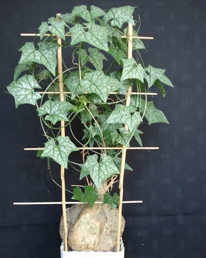 块根像花岗岩的睡布袋观赏植物,养成盆栽后还能爬藤生长