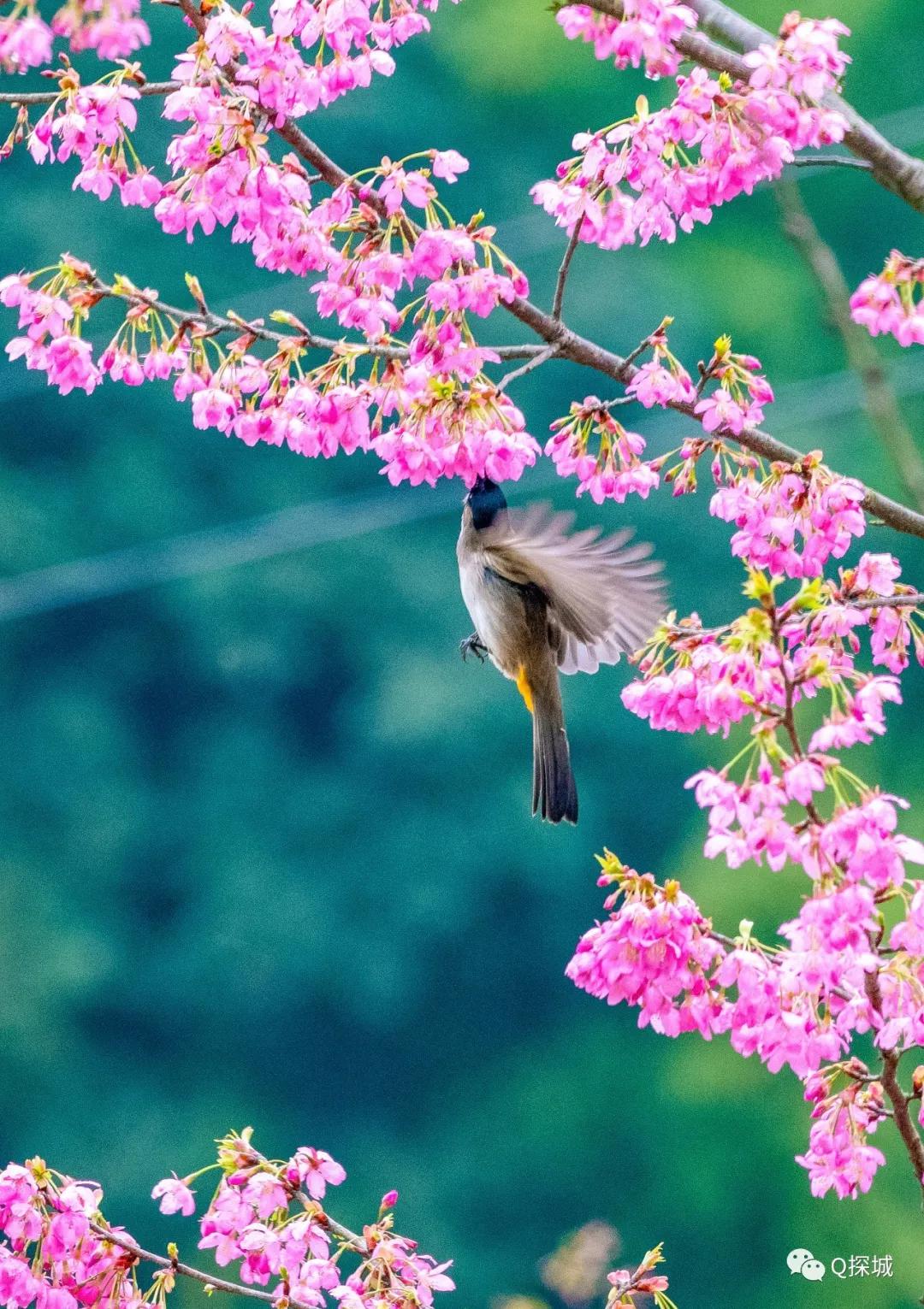 上时而飞舞,时而跳跃 勾勒出一副: 迟日江山丽 春风花草香 泥融飞燕子