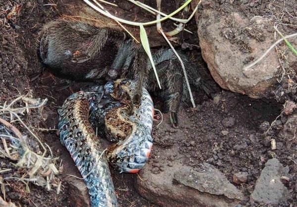 黑色的蜘蛛有剧毒!