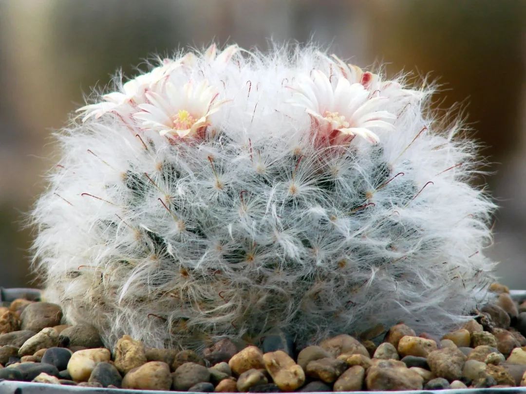 长满白色绒毛的白云高砂仙人球,还能开出精致的小花