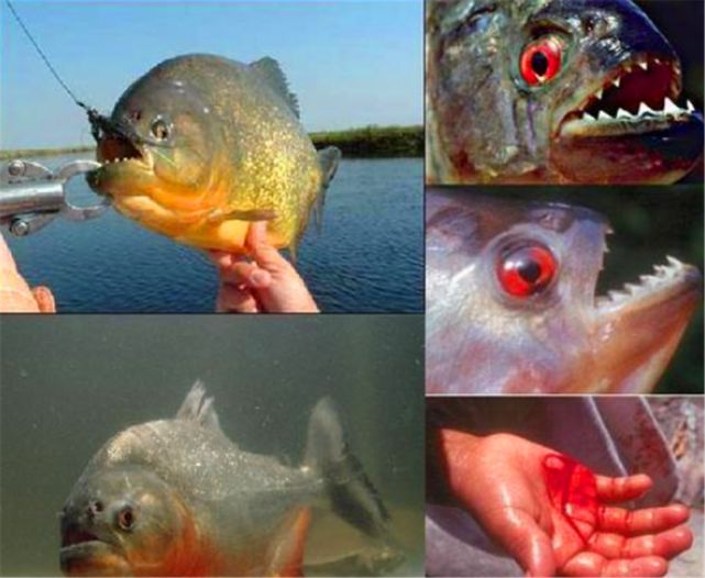 比食人鱼更可怕的鱼图片