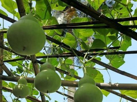 葫芦这样种——果实又大又好，关键技术要掌握，高产的关键|藤蔓|果实|藤架_新浪新闻
