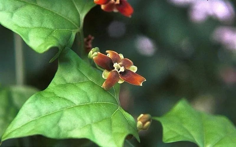 块根像花岗岩的睡布袋观赏植物,养成盆栽后还能爬藤生长