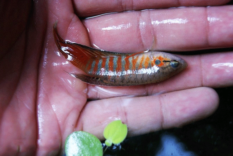 在城里能卖钱,却在农村没人爱吃它|天堂|蓑衣|鱼_新浪新闻