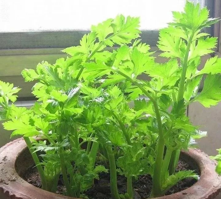 廚房切下來的菜頭別丟 可以養成新的盆栽蔬菜 8 ee2b iqmtvwu6861682