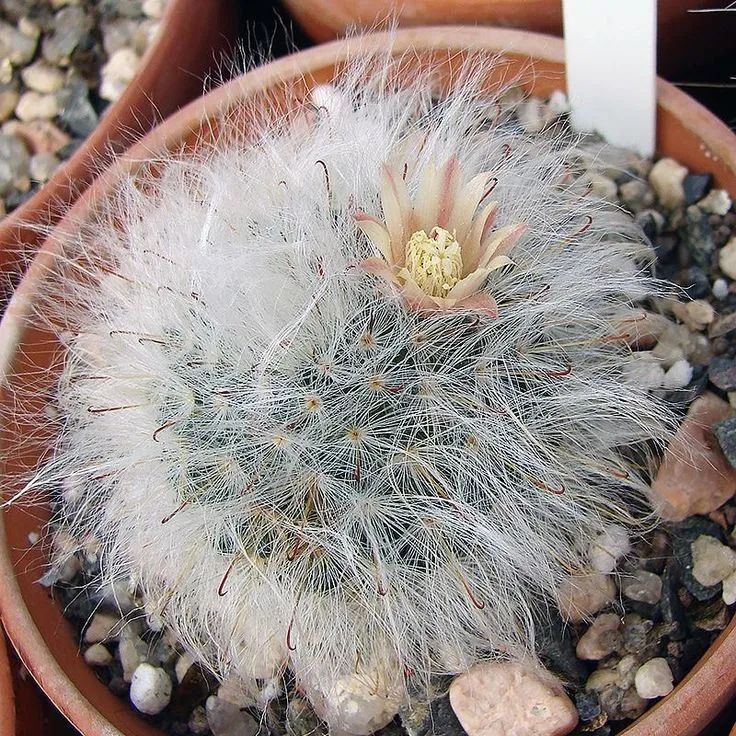 长满白色绒毛的白云高砂仙人球,还能开出精致的小花