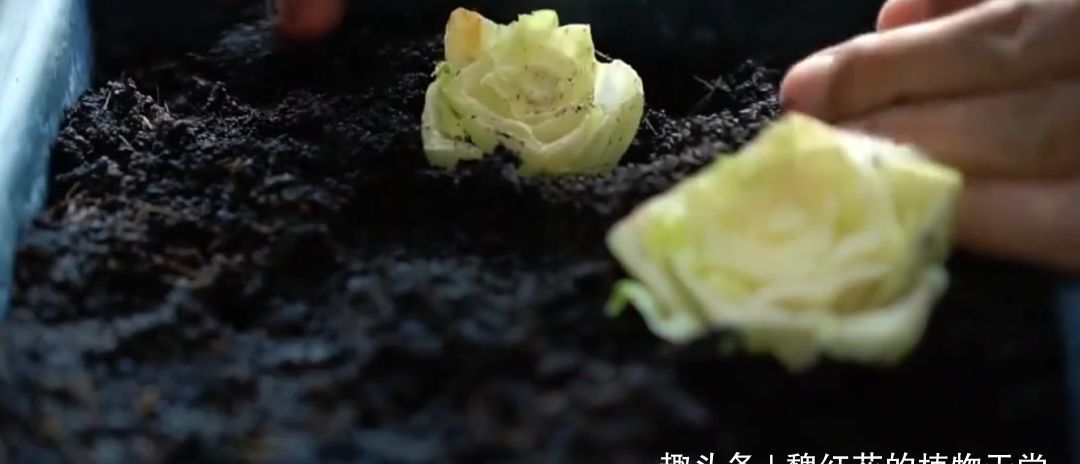 廚房切下來的菜頭別丟 可以養成新的盆栽蔬菜 11 256e iqmtvwu6861649