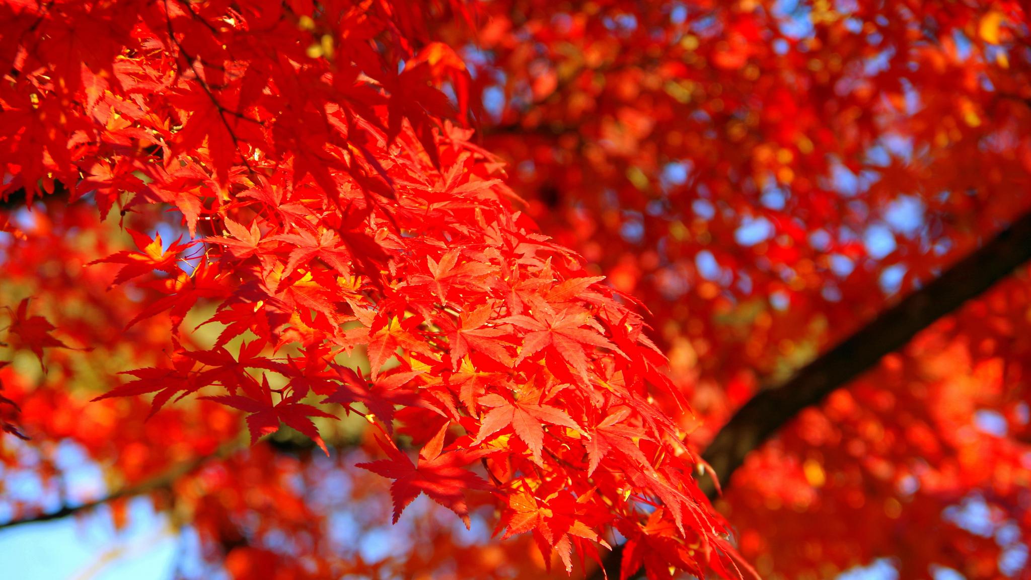 近期内,缘分桃花永不放弃,真爱朝着幸福生活走去的4大生肖!