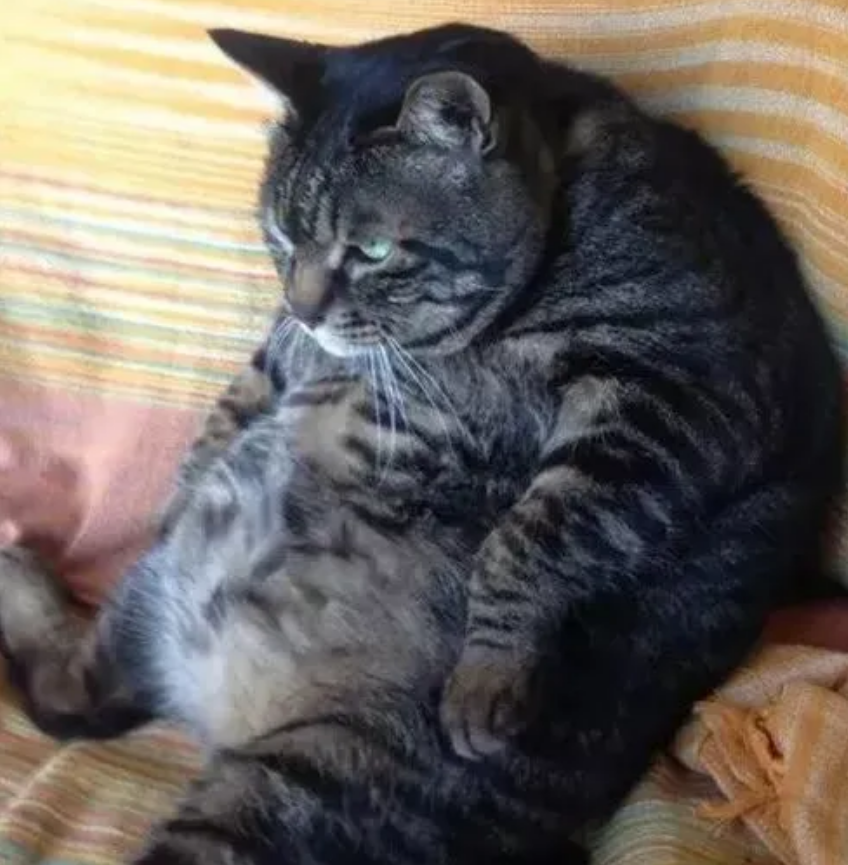 狸花猫吃成"胖猪",16斤的身子有气势,主人抱着它还不喘气