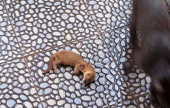 黄鼠狼进房屋偷吃,被猫咪咬死,同伴见猫咪走后悄悄把它叼走!