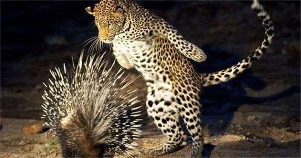 当非洲草原之王狮子,碰上豪猪,依旧是千疮百孔将棘刺插入其身体