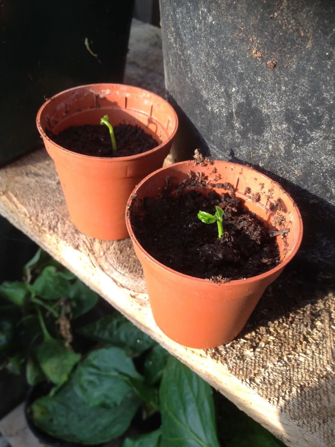 如何用种子培育柠檬盆栽这些幼苗长大能开花结果么