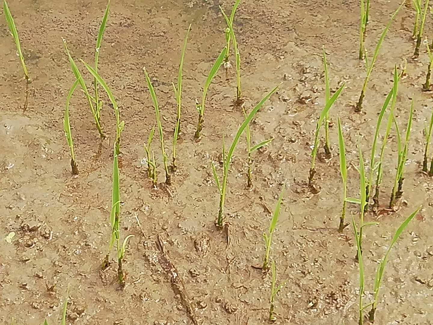 早稻直播田播种在即,水田除草越来越难,芽前封闭是关键