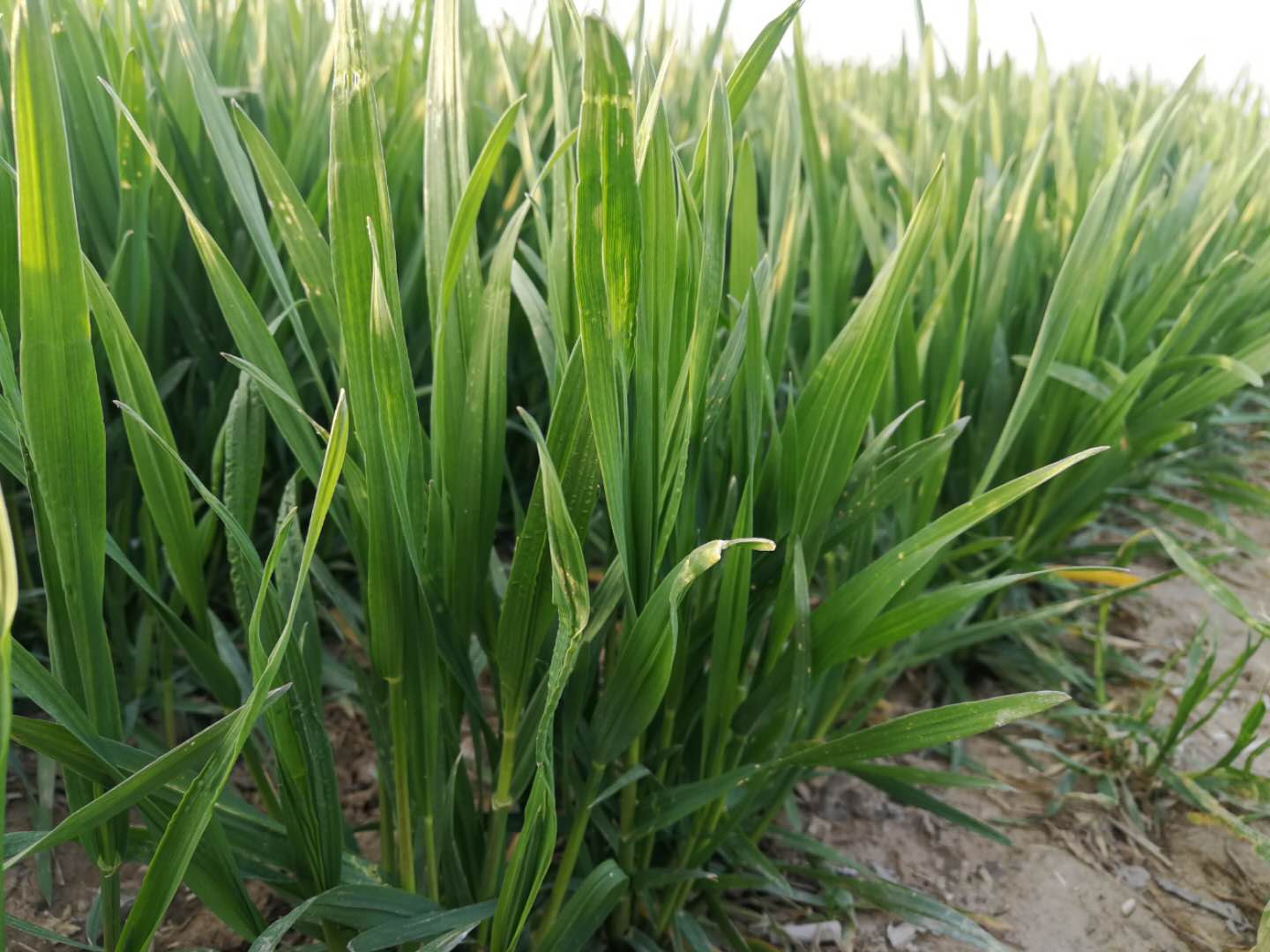 小麦追肥有技巧,注意避开这3点常见误区,利于小麦生长促高产