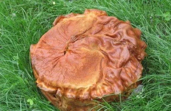 研究员发现其已违背自然规律|太岁|肉灵芝|民间_新浪新闻