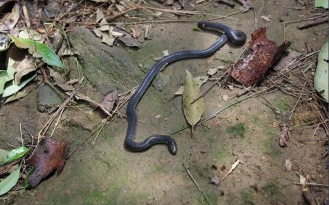 被农民称为两头蛇的是什么蛇真有两个头吗