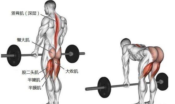 不懂它就别练,关于健身硬拉的小科普,带你走进硬拉的世界