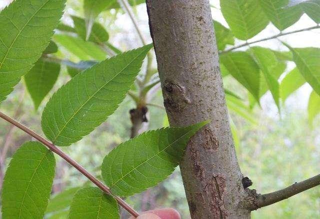 又臭又带刺的臭椿树,为什么在农村被称作"树王"?看完明白了!