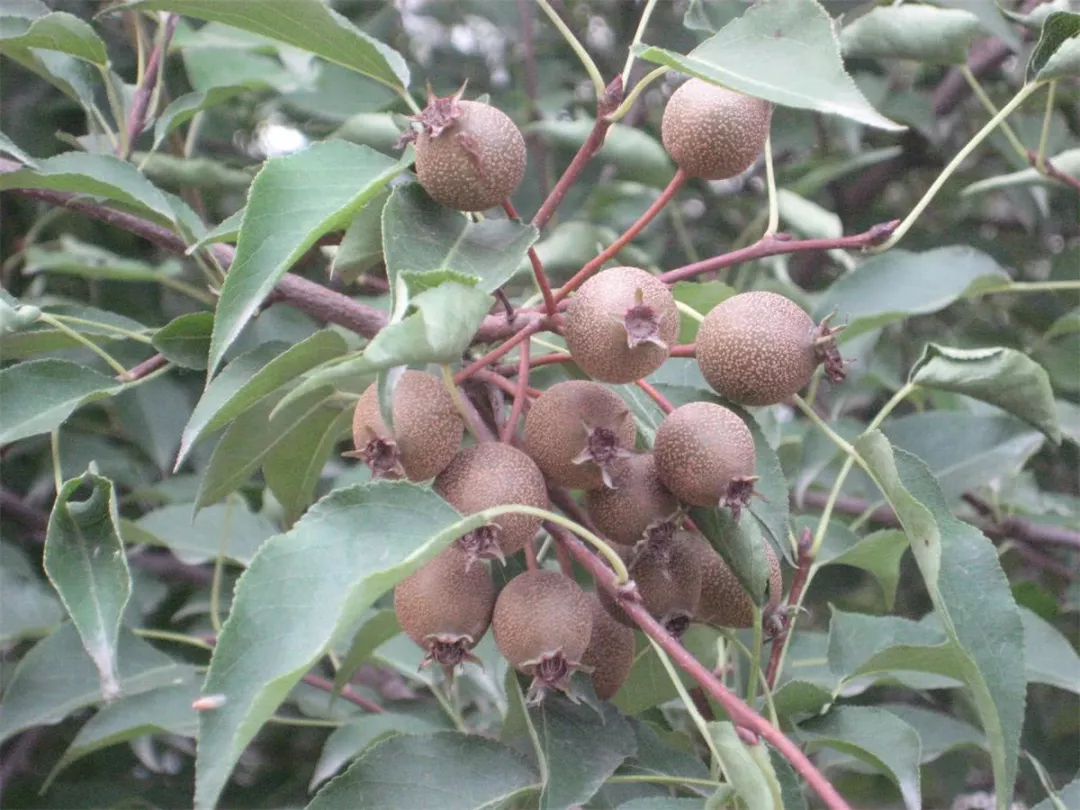 农村叫做狗屎梨,果子不好吃,花却是美味,这种水果你吃过吗