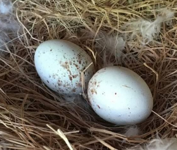男子将老鹰蛋偷偷换成鸡蛋破壳而出后老鹰当场抓狂