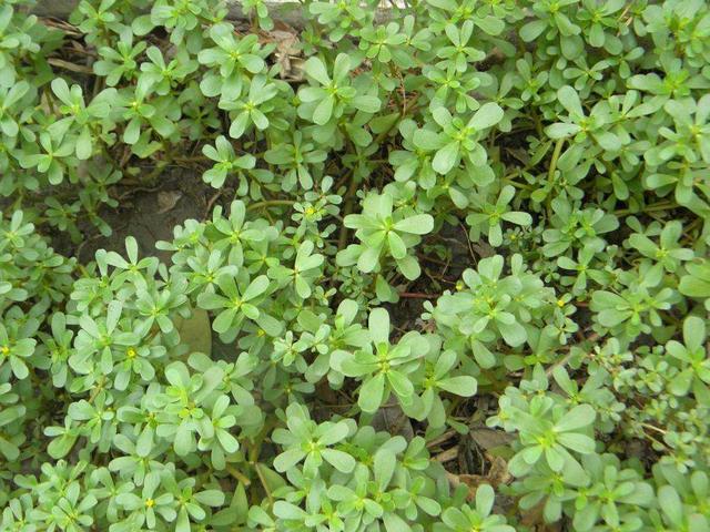 路边的野草别放过,名叫马齿苋价值可真高,挖回家凉拌吃味道好