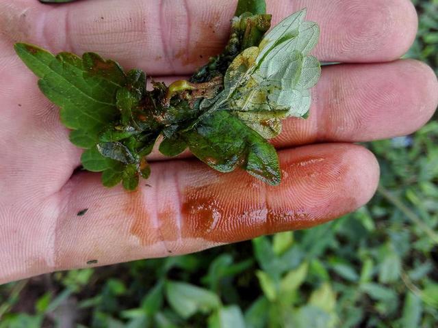 野外的一种野草人称黄鳝菜营养价值十分的高