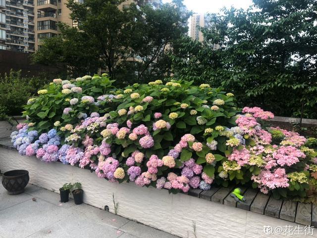 达芬奇|花池|花园_新浪新闻