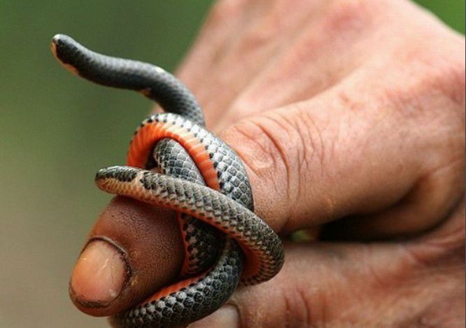 双头蛇|两头蛇|个头_新浪新闻