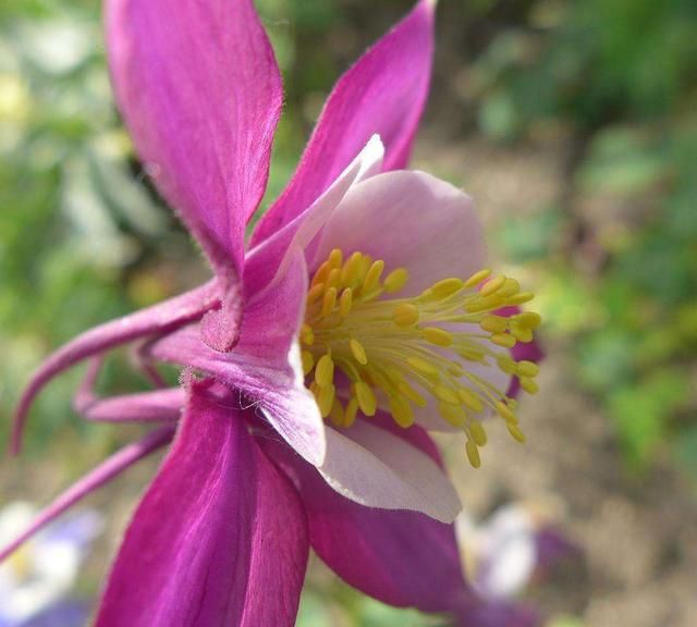 明明是一种"菜",3个方法养出高挑花,高洁清雅家养品味高|耧斗菜|大花